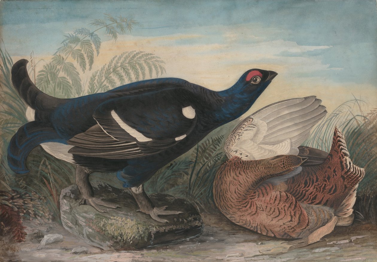 Engelse zwarte hanen door John James Audubon
