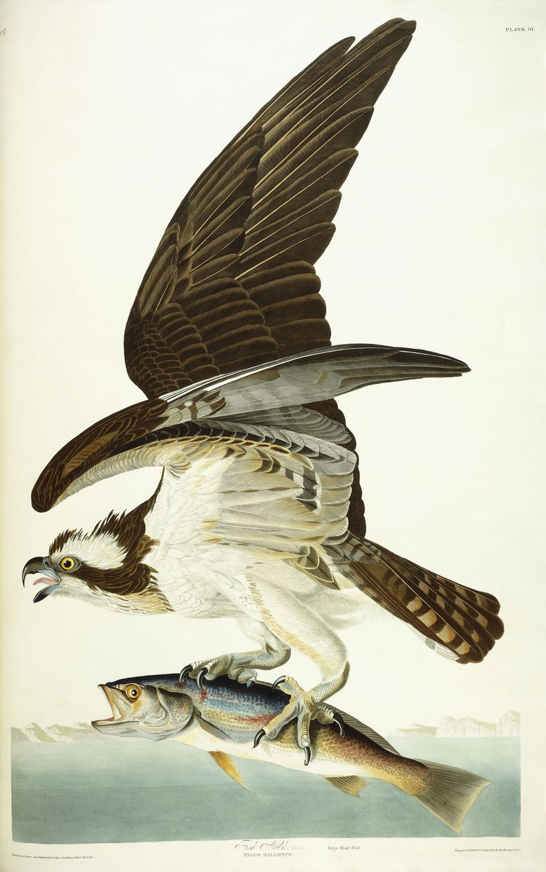 Visarend door John James Audubon