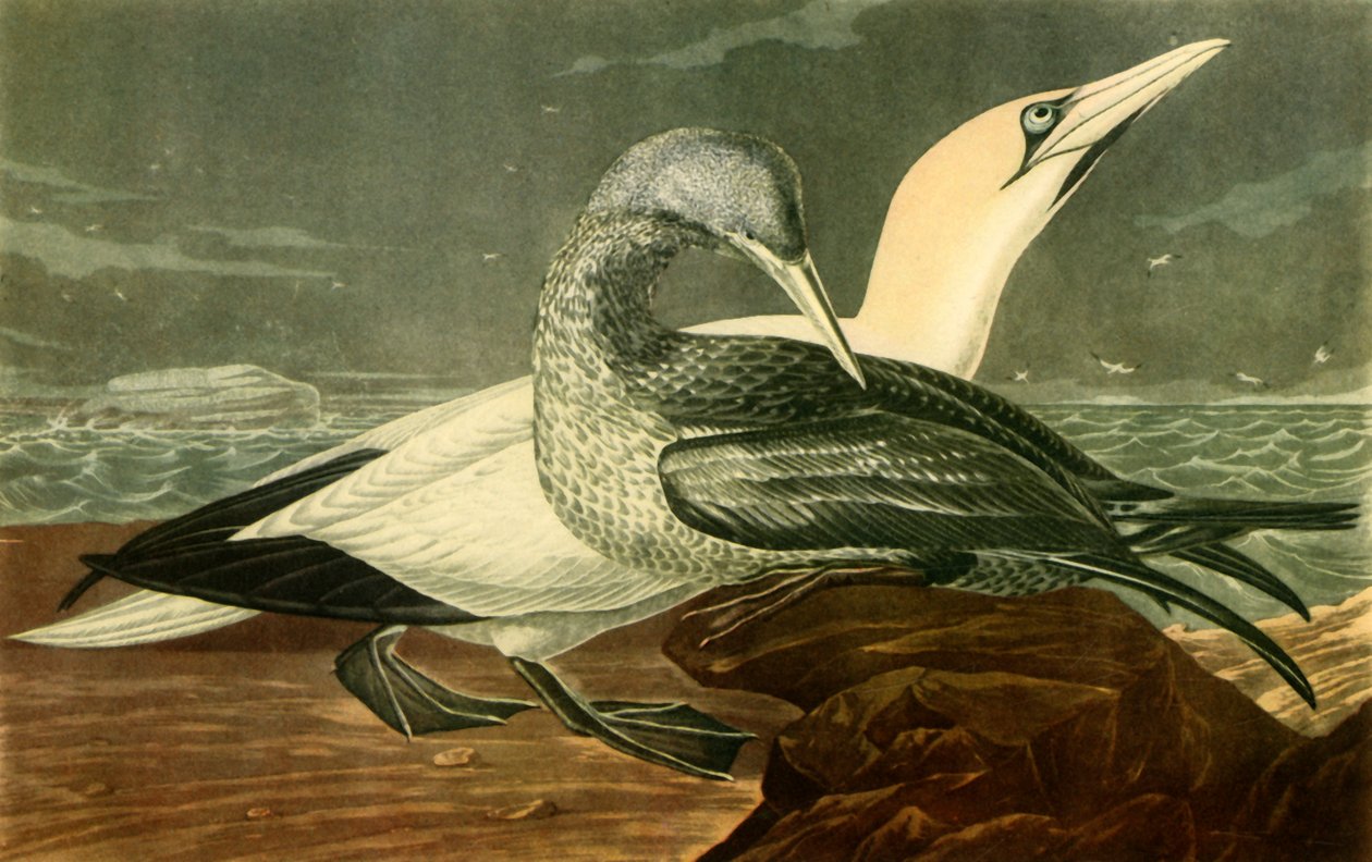 Jan-van-genten, 1836, 1942 door John James Audubon