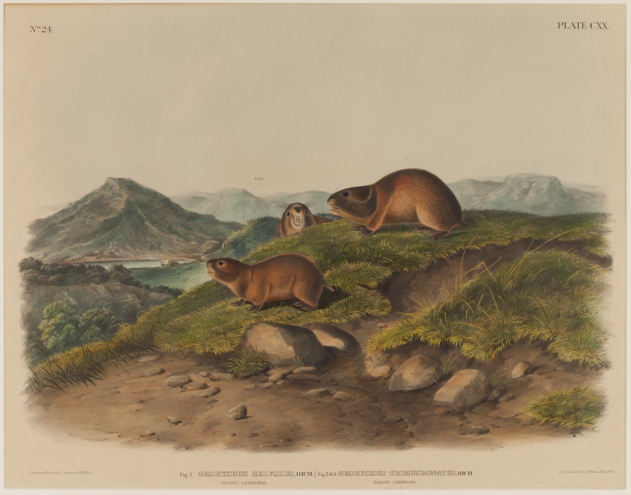 Georychus Helvolus & Georychus Trimucronatus door John James Audubon