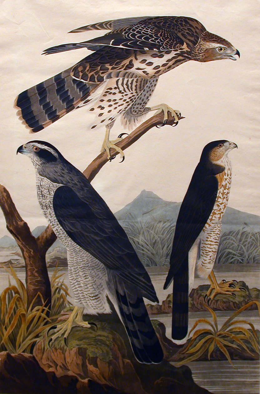 Havik, Stanley Hawk No. 29, 1830 door John James Audubon