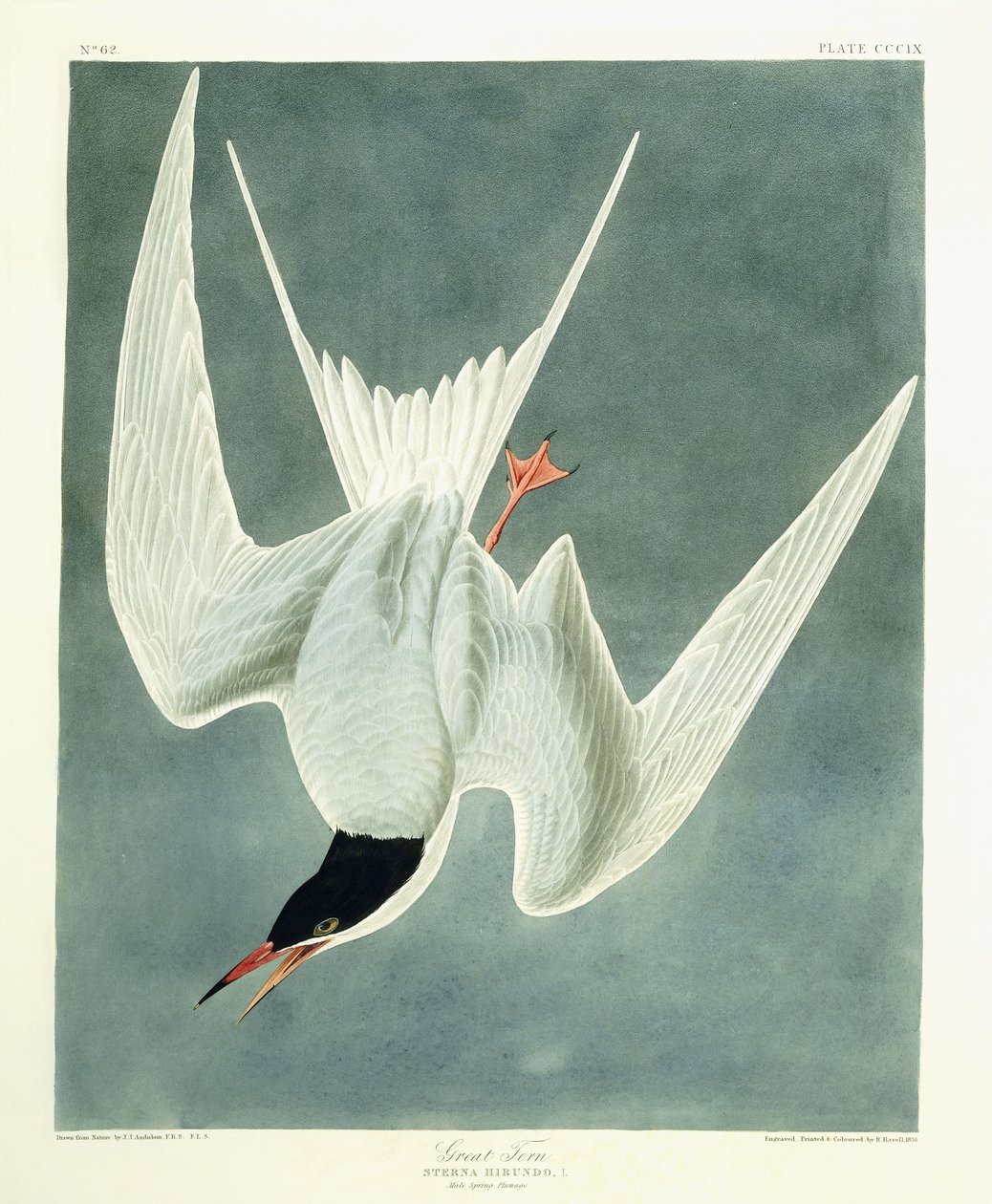 Grote Stern, Mannetje, Voorjaarskleed, 1836 door John James Audubon