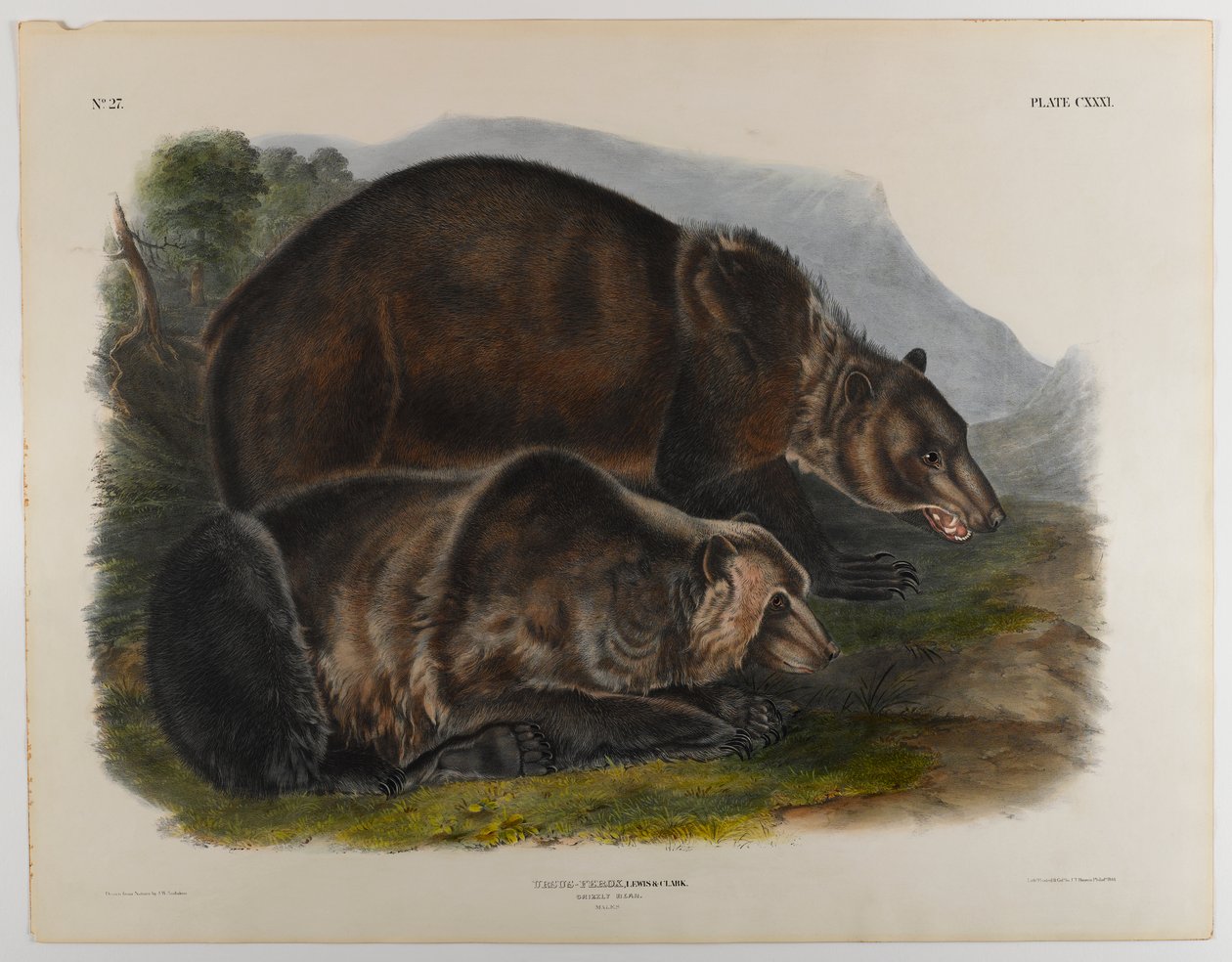 Grizzlybeer door John James Audubon