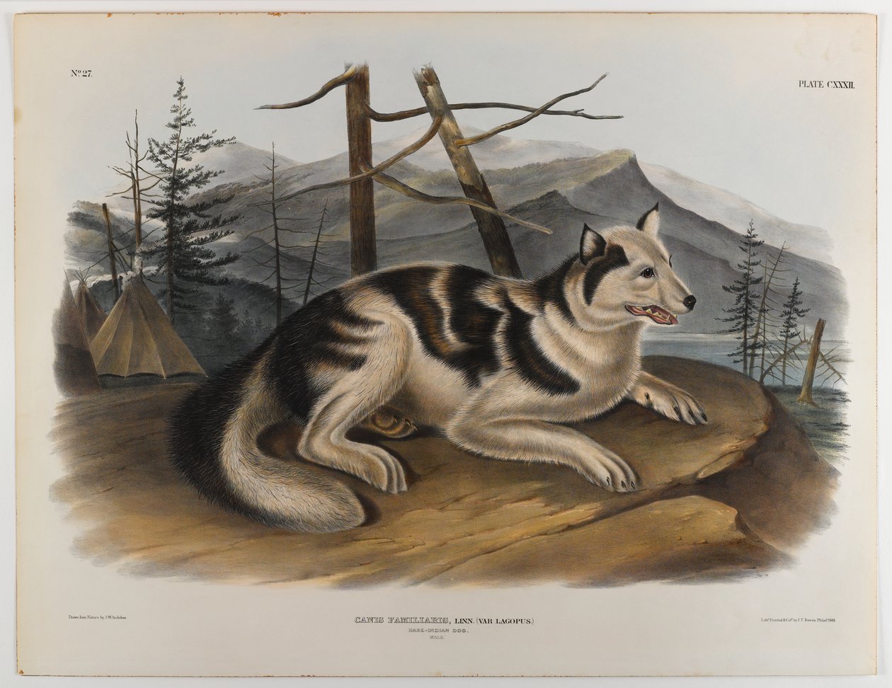 Hazenhond door John James Audubon