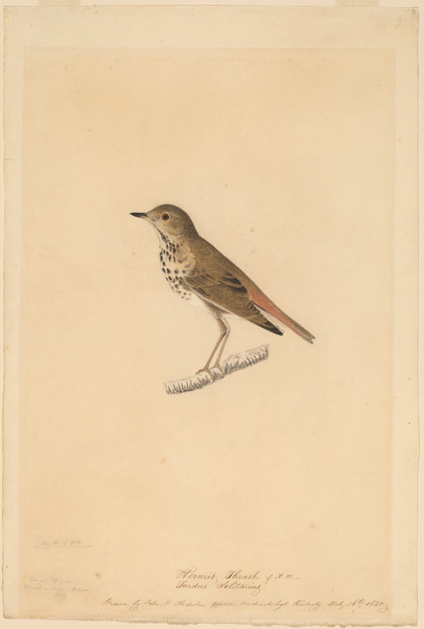 Hermitlijster door John James Audubon