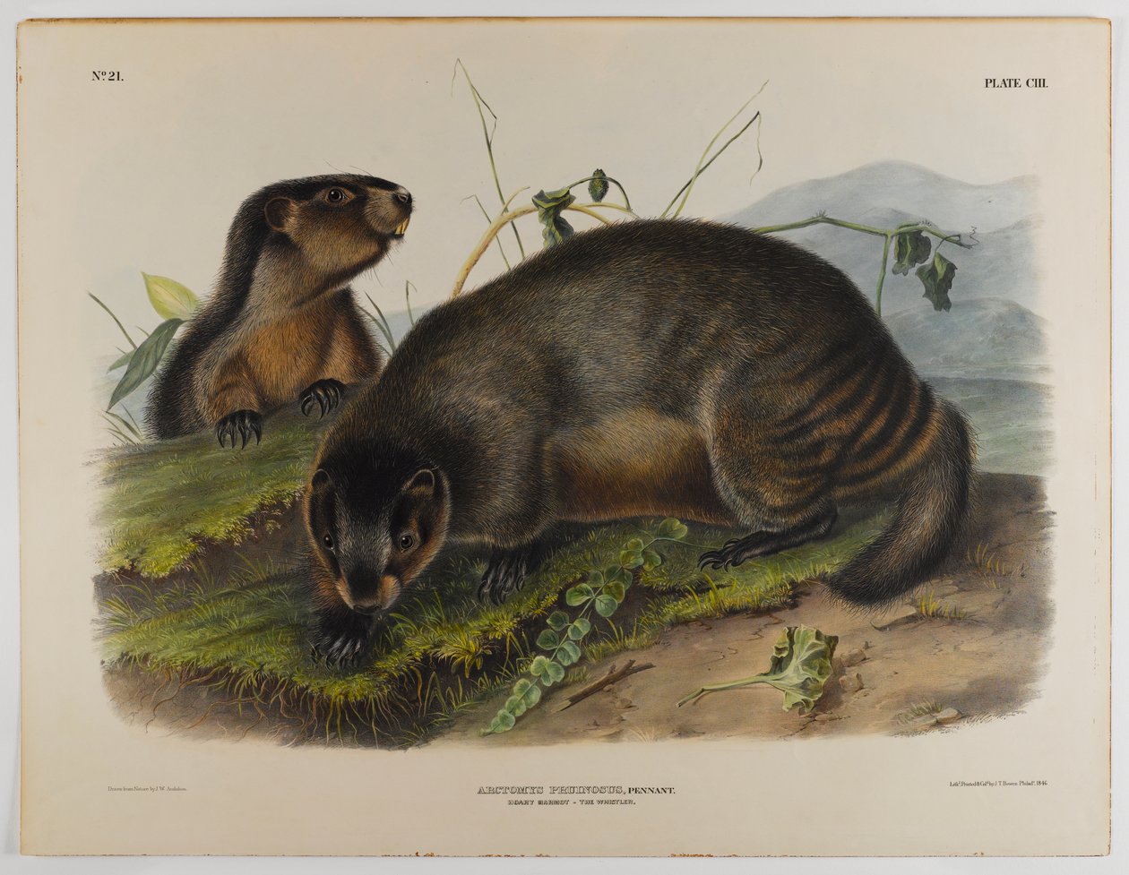 Grijze marmot door John James Audubon