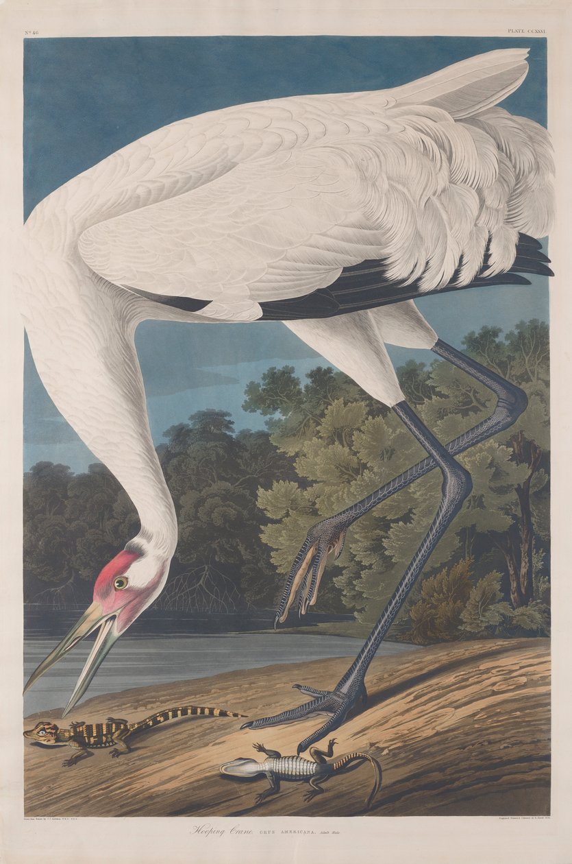 Hoepel Kraanvogel, 1834 door John James Audubon