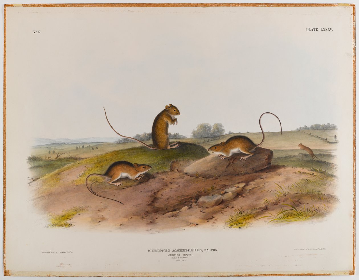 Springmuis door John James Audubon