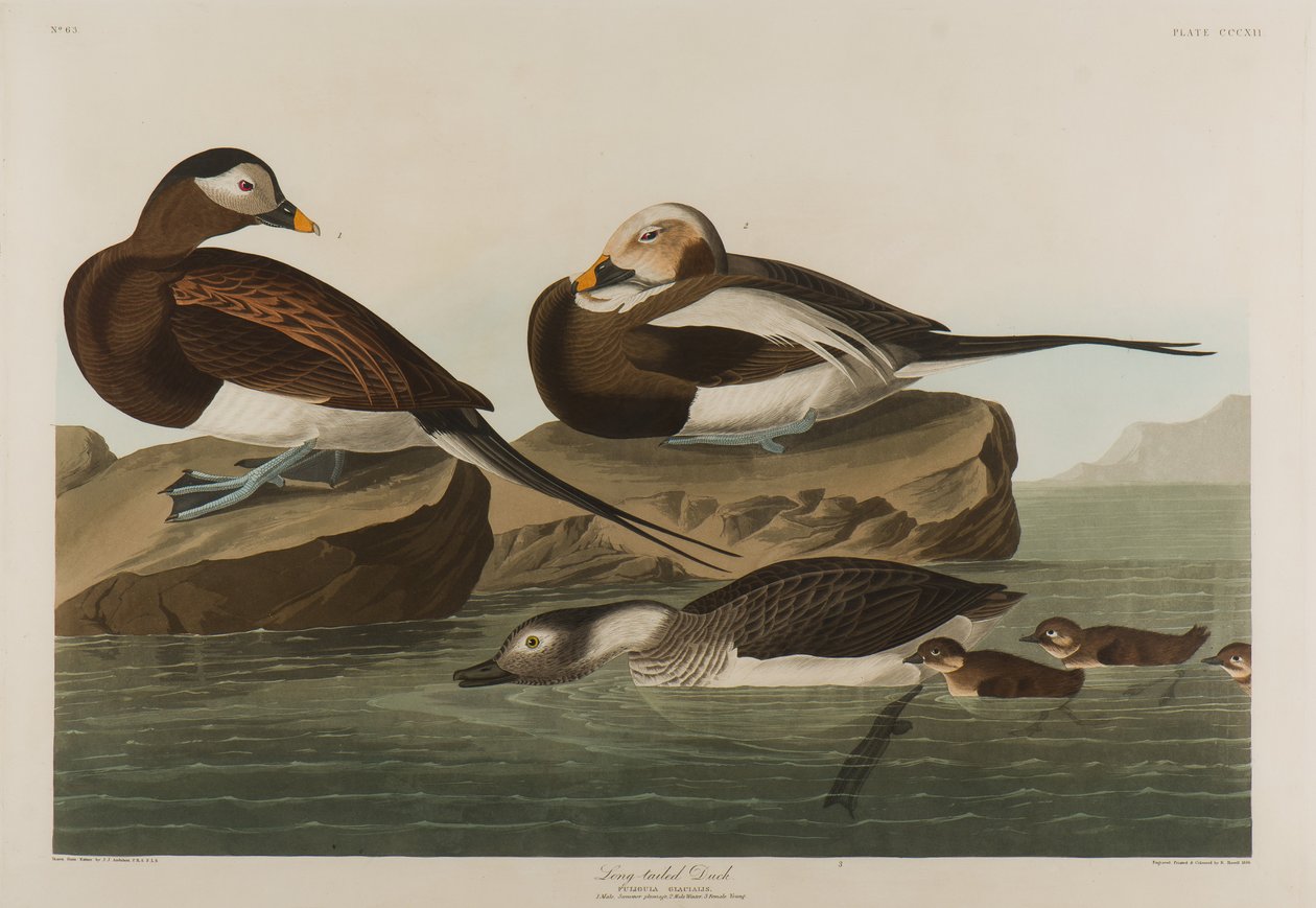 Langstaart Eend, 1836 door John James Audubon