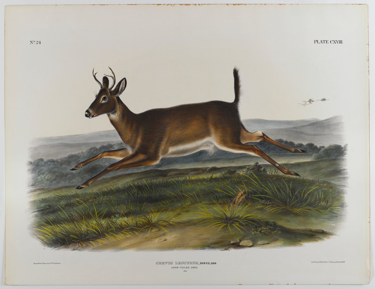 Langstaart hert, 1847 door John James Audubon