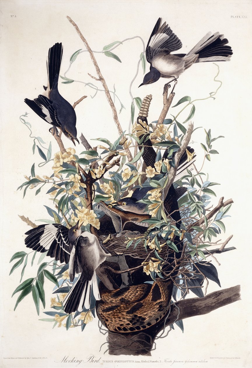 Spotvogel (Turdus Polyglottus) door John James Audubon