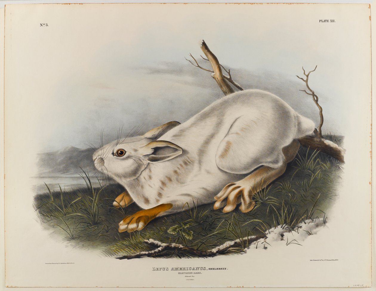 Noordelijke haas (wintervacht) door John James Audubon