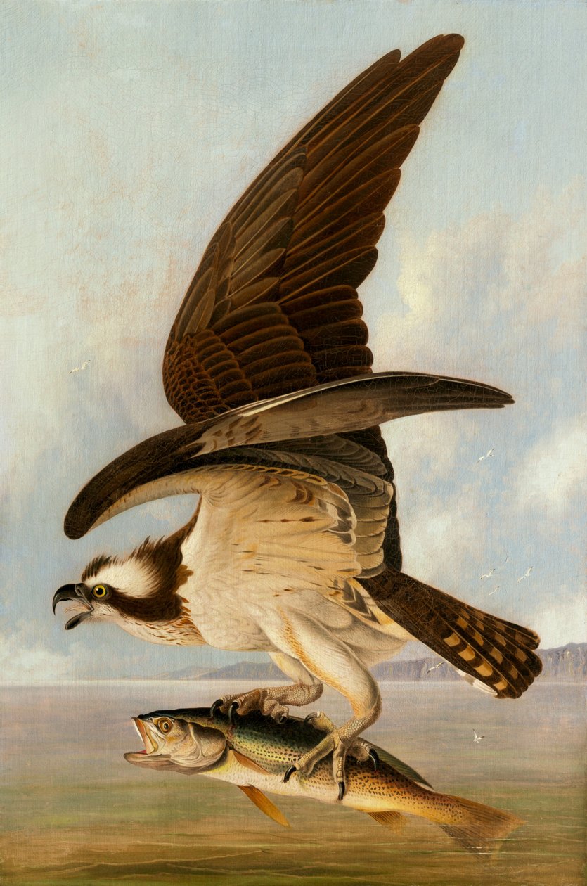 Visarend en zwakke vis door John James Audubon