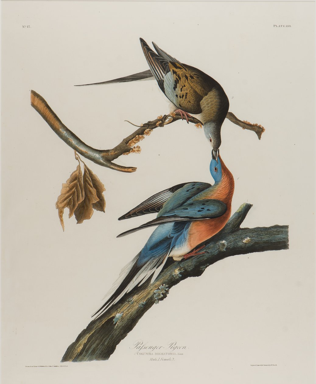 Passagiersduif, 1827-1838 door John James Audubon