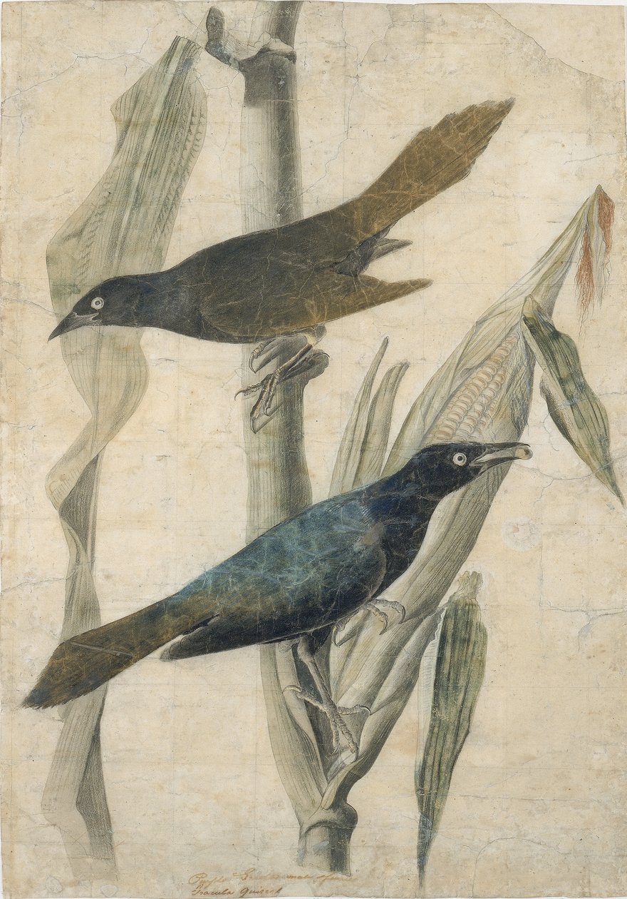 Paarse Stern door John James Audubon
