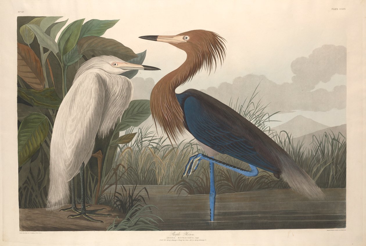 Purperreiger, 1835 door John James Audubon