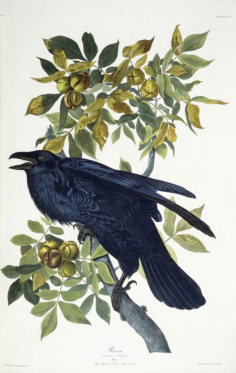 Raaf door John James Audubon