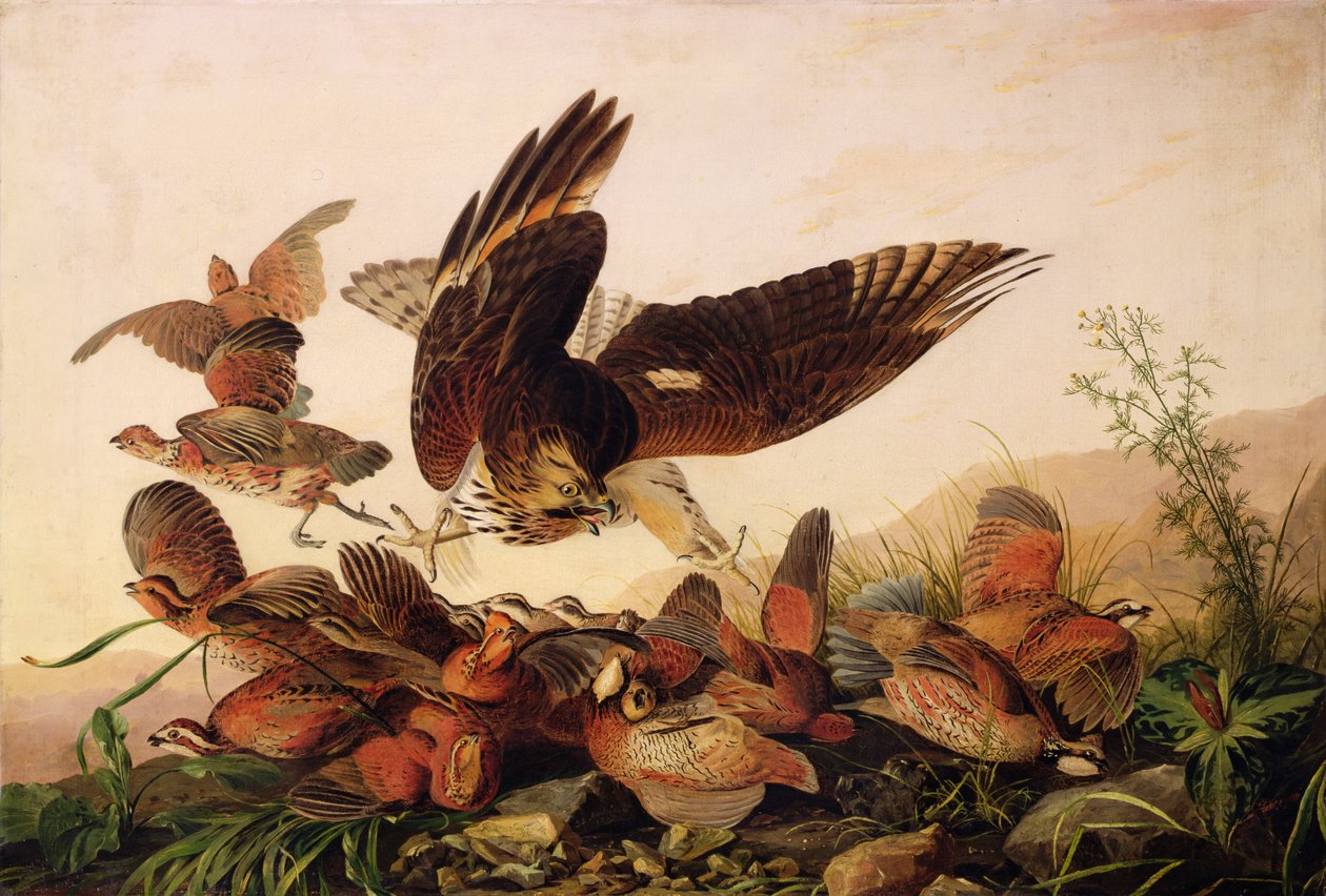 Roodschouderhavik die Bobwhite Patrijzen Aanvalt, 1827 door John James Audubon