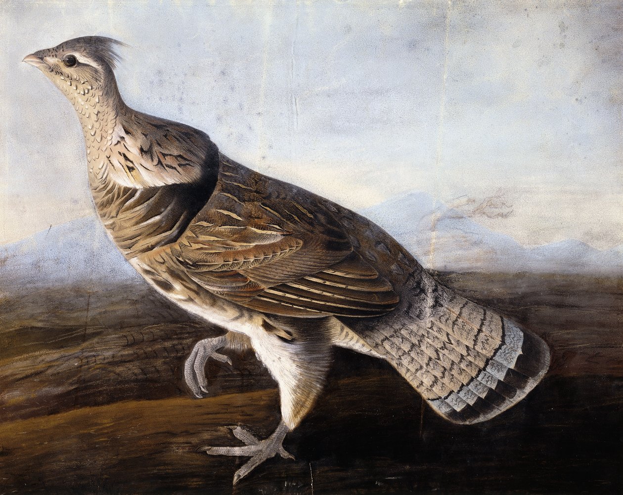 Ruffed Grouse door John James Audubon