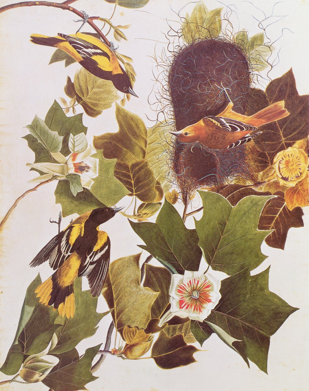 De Wielewaal, uit Birds of America door John James Audubon