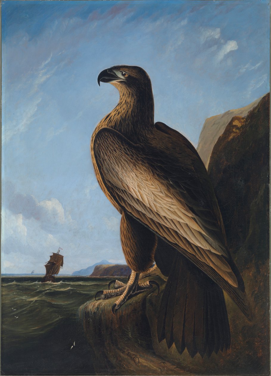 Washington Zeearend, ca. 1836-1839 door John James Audubon