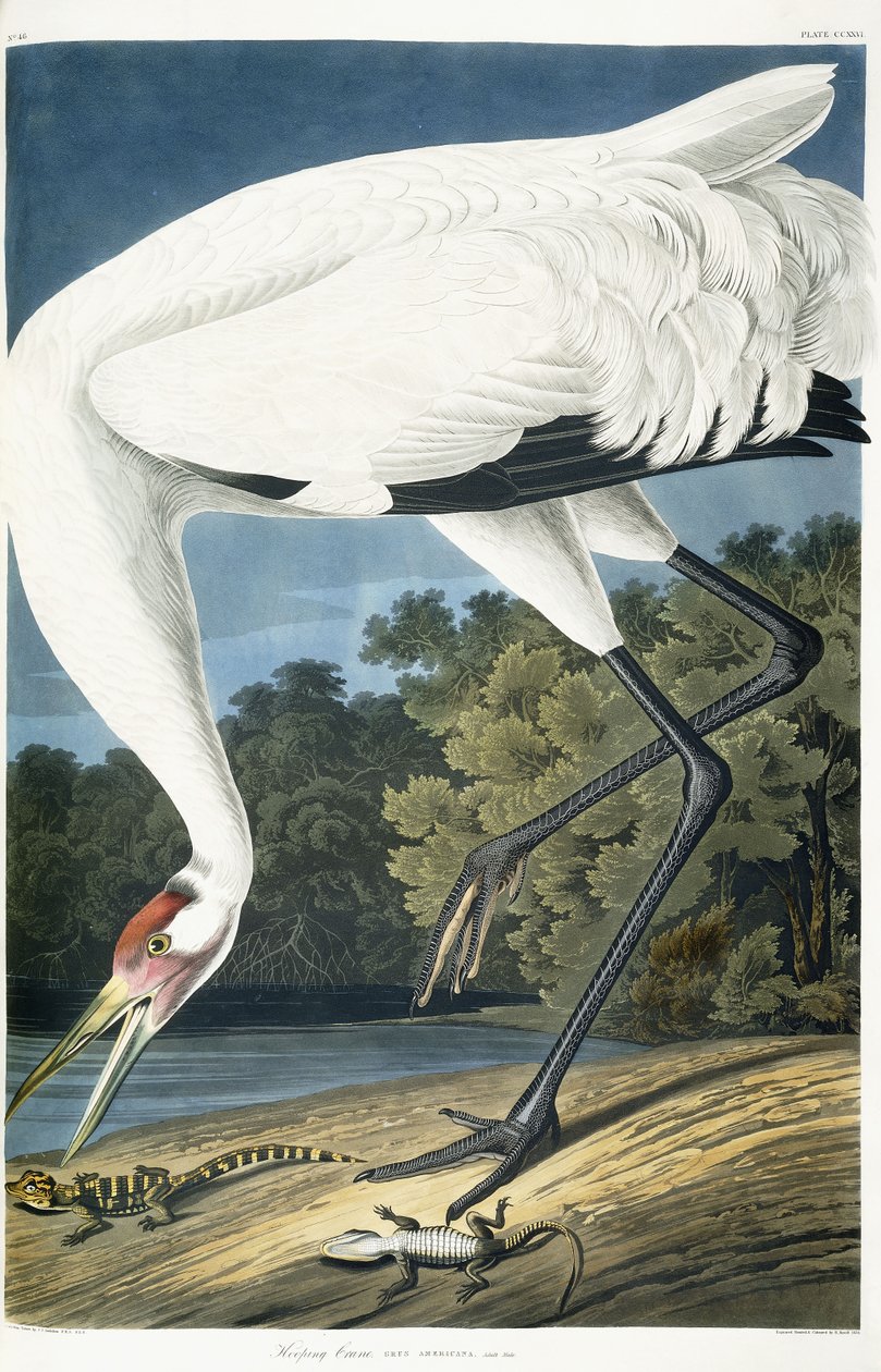 Roerdomp, volwassen mannetje, 1834 door John James Audubon