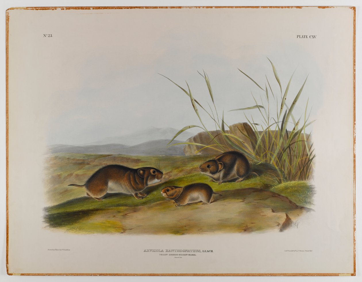 Geelwangige veldmuis door John James Audubon