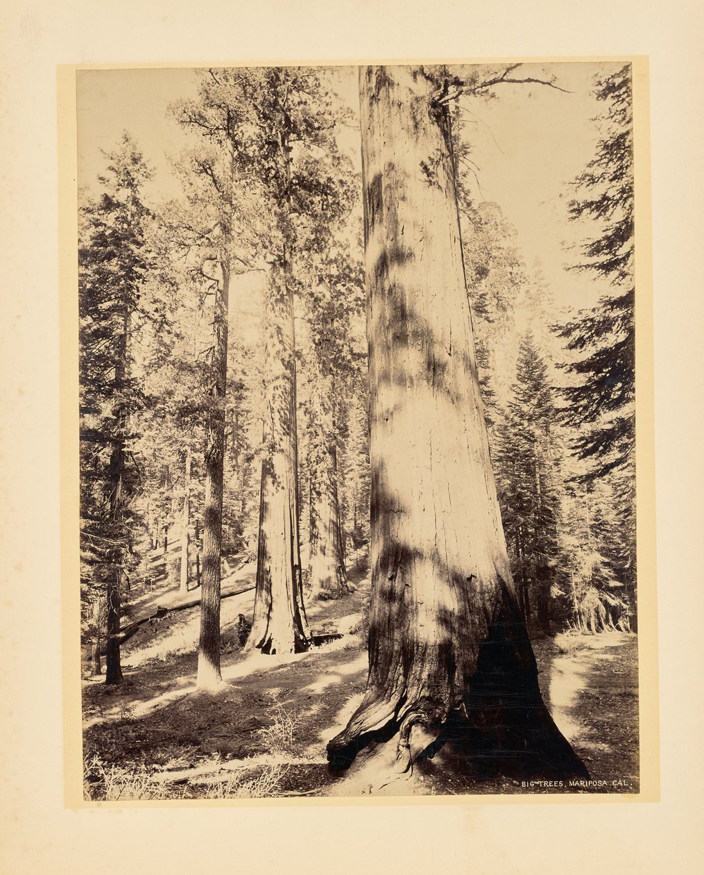 Grote bomen, Mariposa, Californië door John K. Hillers