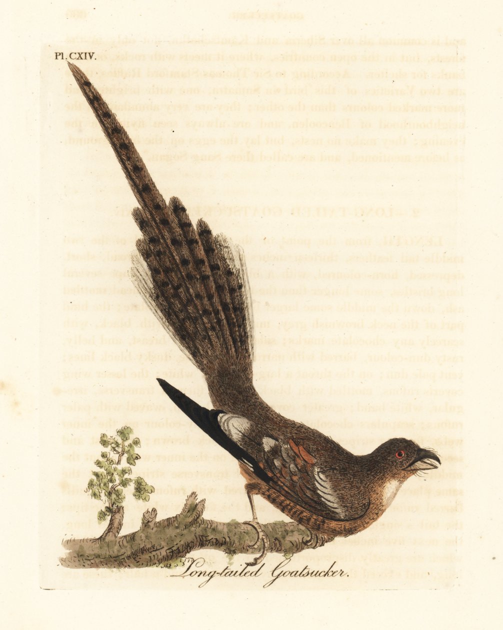 Langstaartnachtzwaluw, Caprimulgus climacurus. Handgekleurde kopergravure getekend en gegraveerd door John Latham uit zijn eigen A General History of Birds, Winchester door John Latham