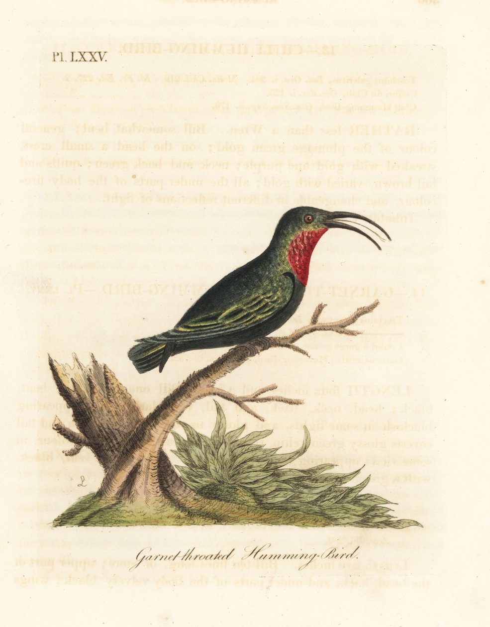 Purperkeelcarib, Eulampis jugularis (Granaatkeel kolibrie, Trochilus granatinus). Handgekleurde koperplaat getekend en gegraveerd door John Latham uit zijn eigen A General History of Birds, Winchester door John Latham