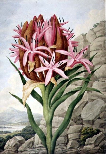 Sperenlelie (Doryanthes excellsa) door John Lindley