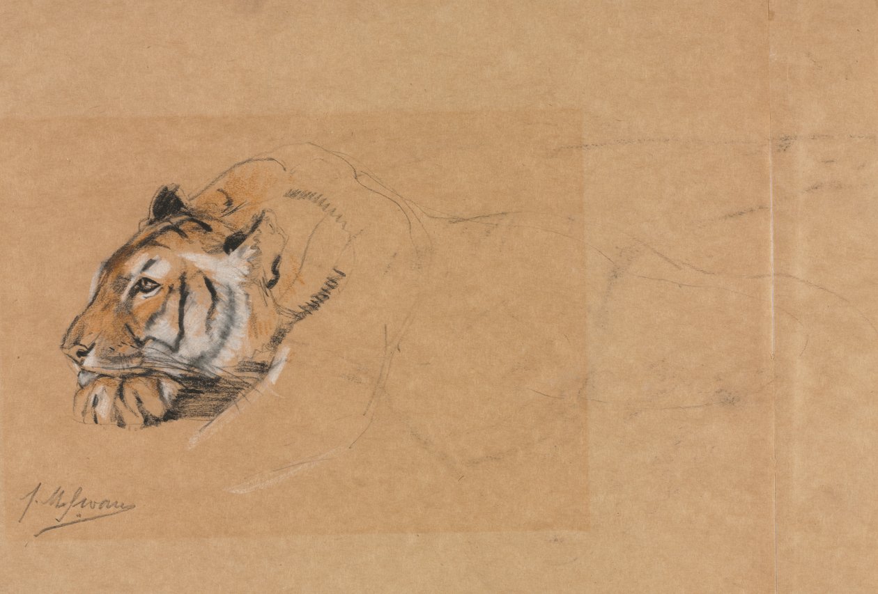 Tijger door John Macallan Swan
