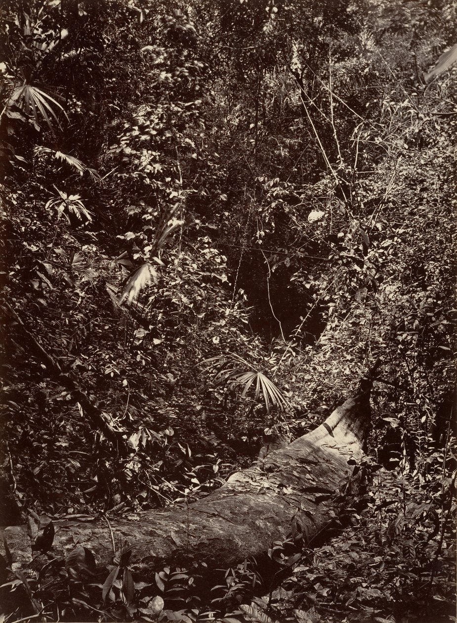 Tropisch landschap, tropisch bos, 1871 door John Moran