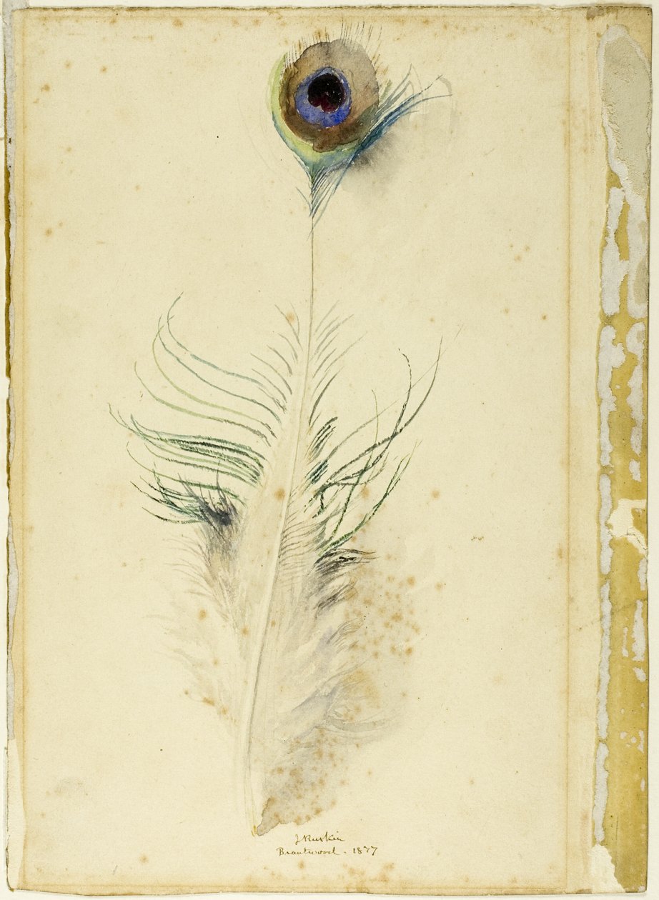 Pauwenveer door John Ruskin