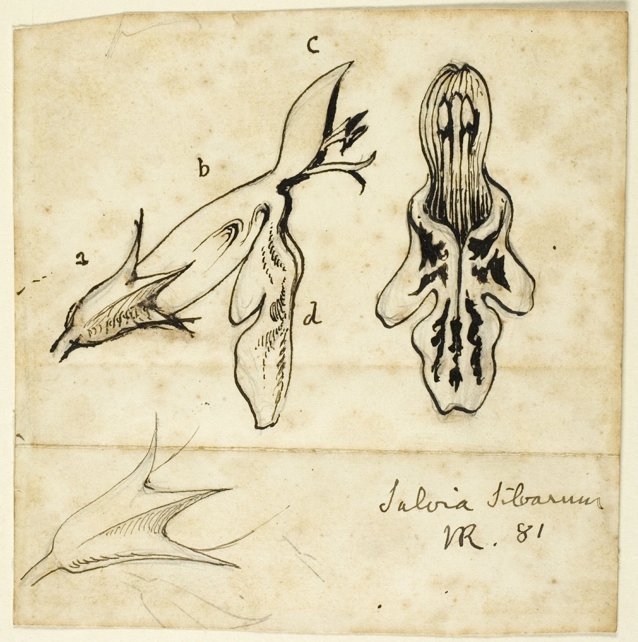 Salvia Silvarum door John Ruskin