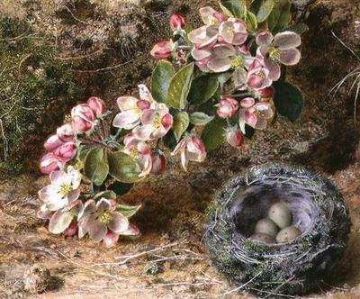 Bloesem en vogelnest door John Sherrin