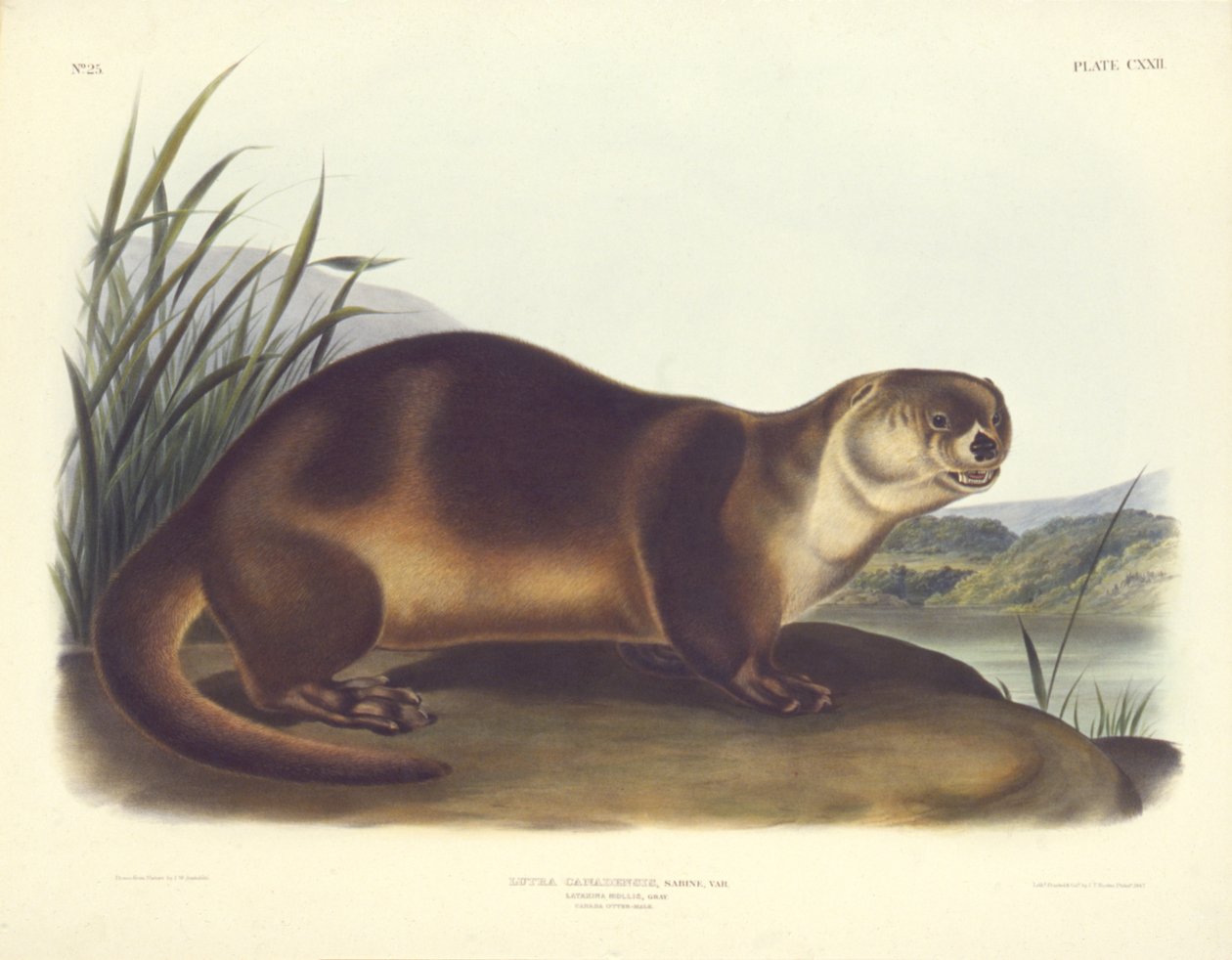 Canadese Otter-Mannetje door John T. Bowen