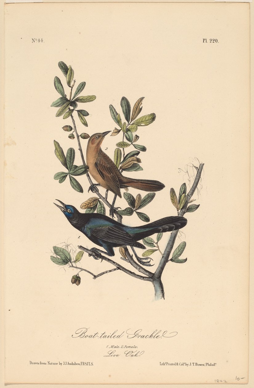 Bootstaart Grackle door John T. Bowen, after John James Audubon