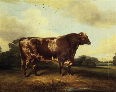 Bruin en wit stier in landschap door John Vine