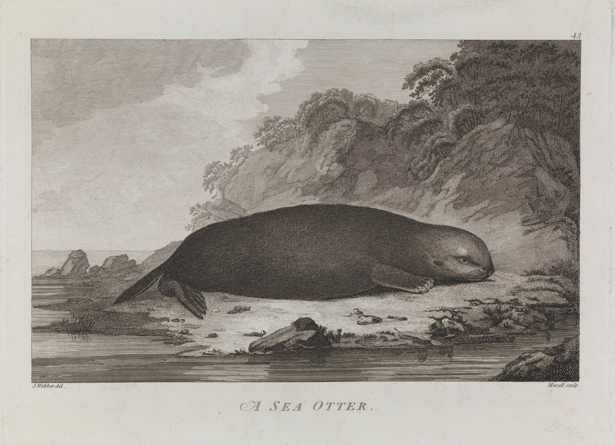 Een zeeotter door John Webber