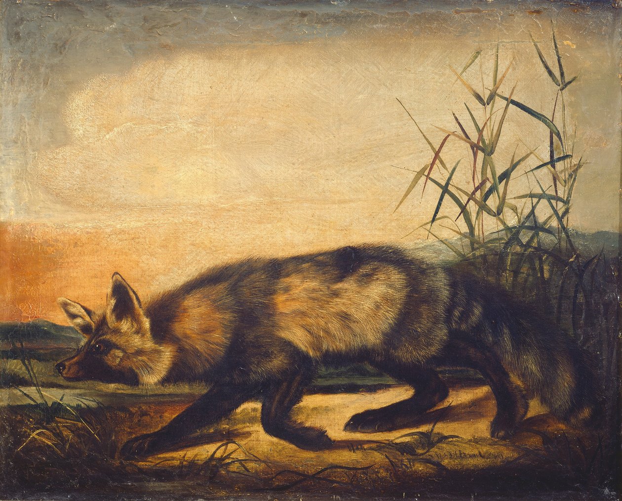 Langstaartige Rode Vos door John Woodhouse Audubon