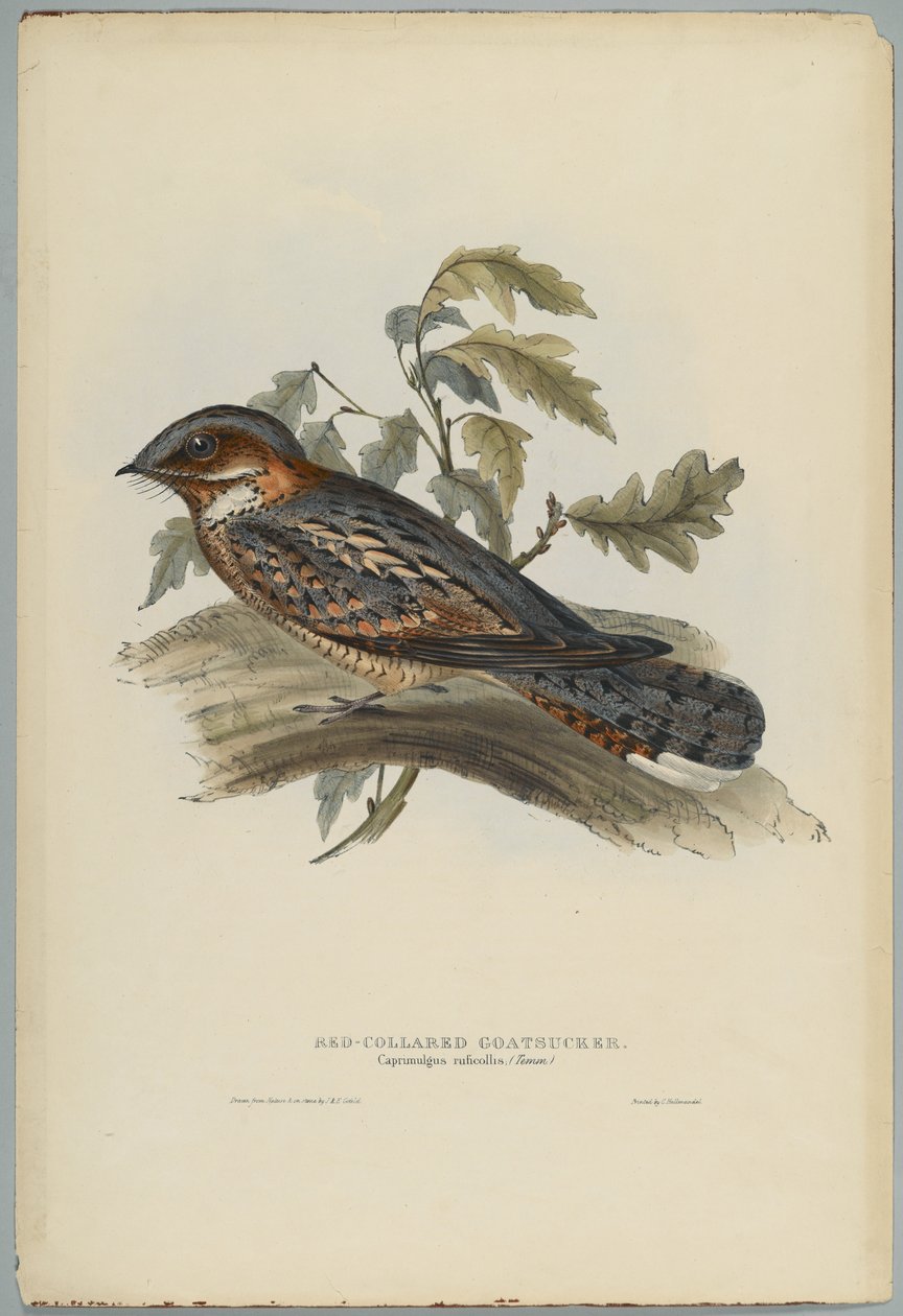 Caprimulgus Ruficollis door John after Gould