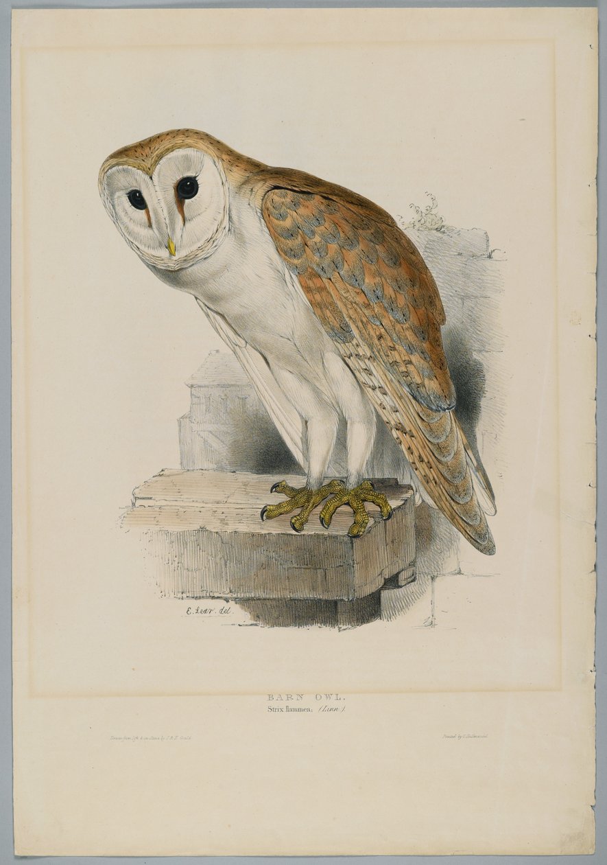 Strix Flammea - Kerkuil door John after Gould