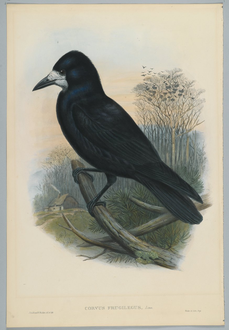Onbekend beeld door John after Gould