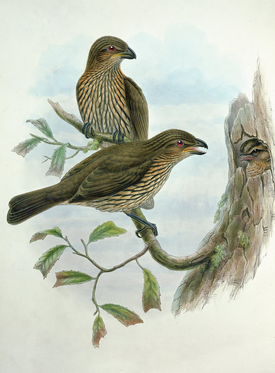Ailuroedus Dentirostris, Tandbekkatvogel door John and Hart, William Gould