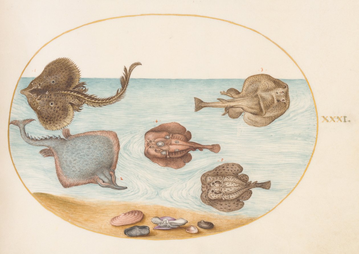 Vissen, ca. 1575-80 door Joris Hoefnagel