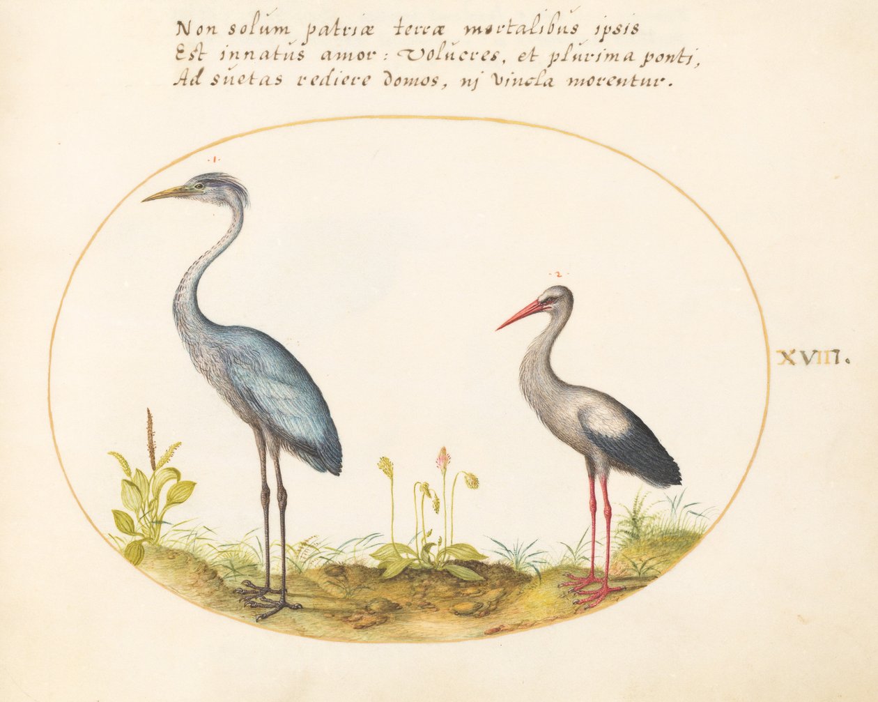 Plaat 18: Reiger en Ooievaar door Joris Hoefnagel