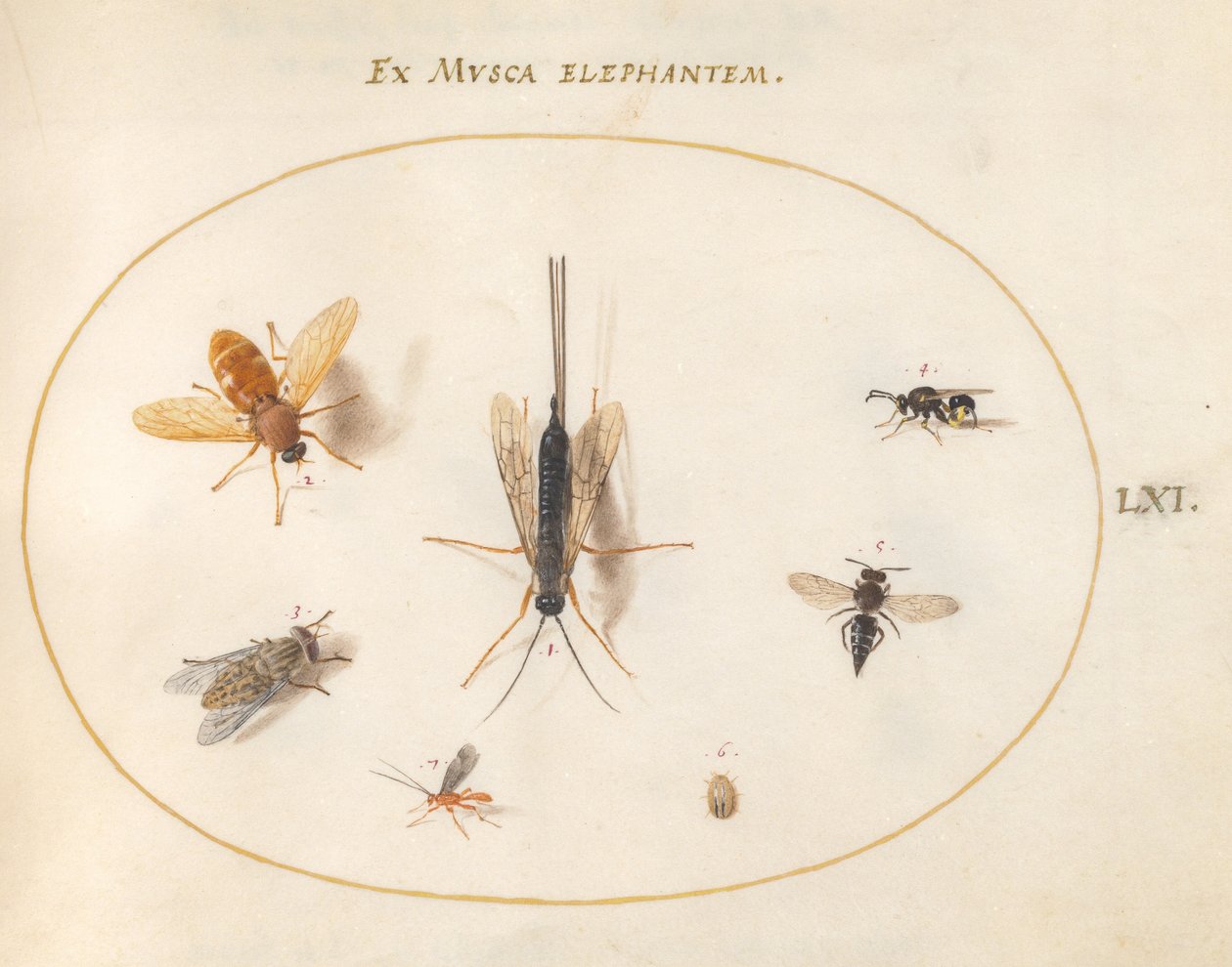 Plaat 61: Zeven insecten, waaronder vliegen door Joris Hoefnagel