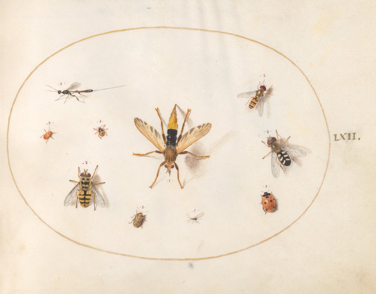 Plaat 62: Tien Insecten door Joris Hoefnagel