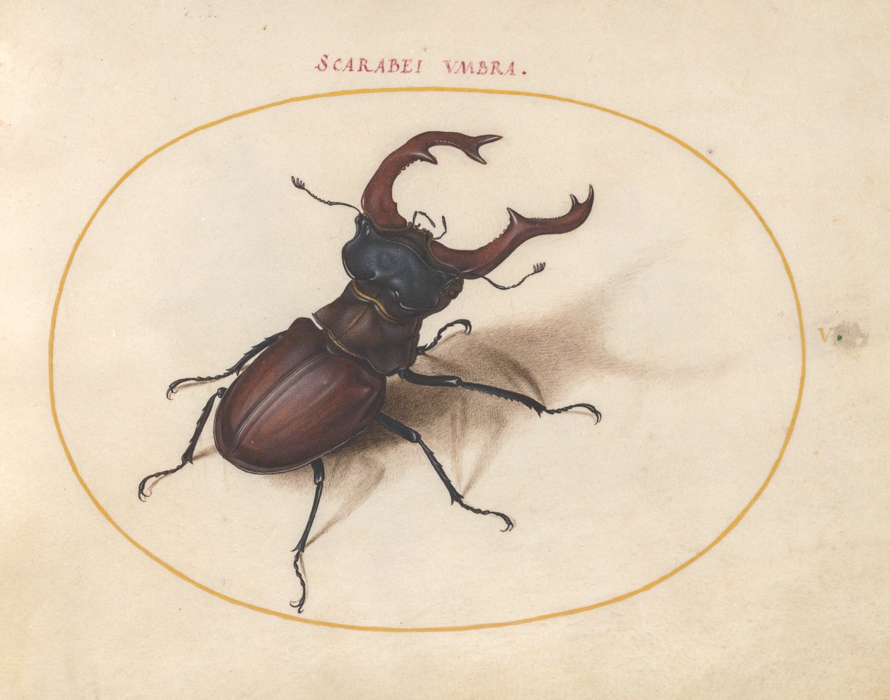 Scarabee, ca. 1575-80 door Joris Hoefnagel